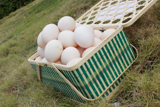 鸡蛋 土鸡蛋 鸡蛋包装 鸡蛋篮