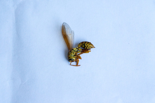 黄蜂标本