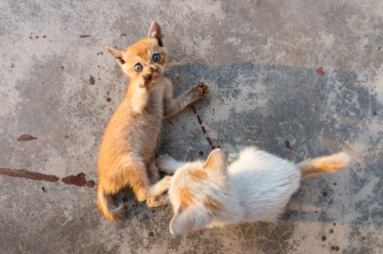 猫咪嬉戏