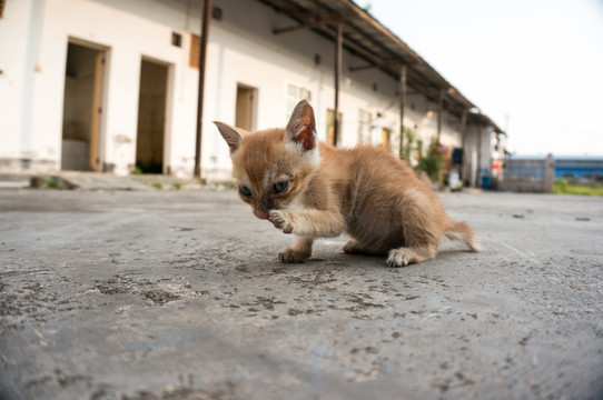 小猫洗脸