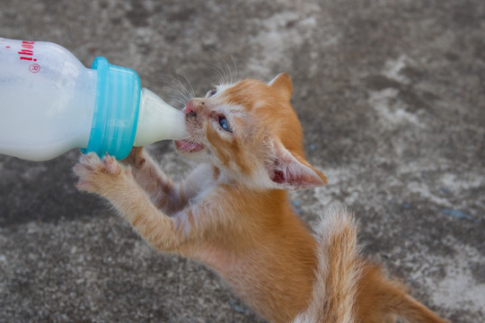小猫吃奶