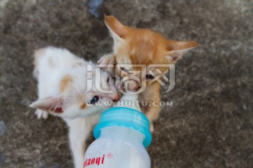 小猫吃奶 奶瓶争夺战