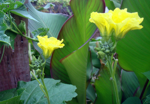 丝瓜花 洋芋