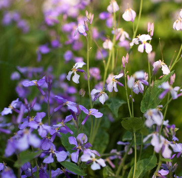 紫色小花 二月兰