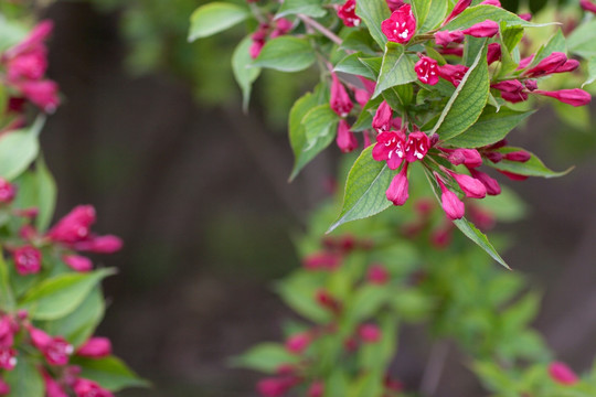 锦带花