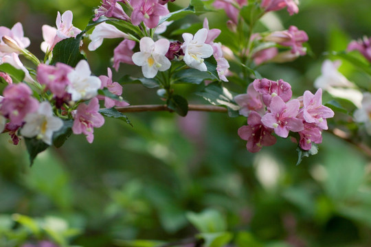 锦带花