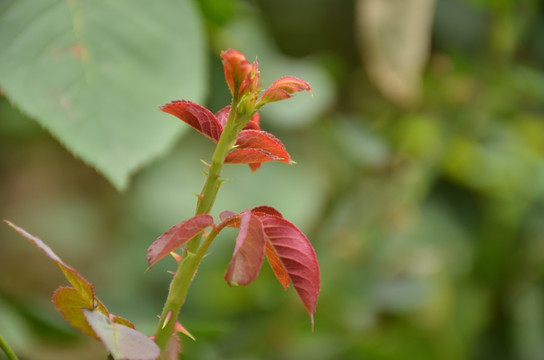 月季花叶