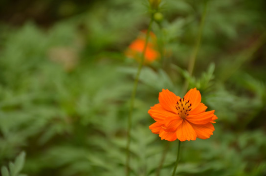 硫华菊