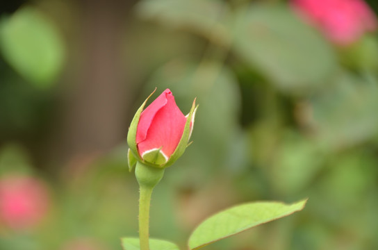月季花