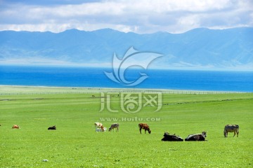 赛里木湖草原