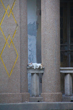 鼓浪屿猫