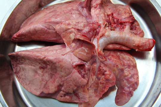 猪肺