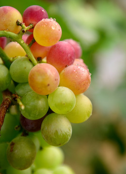 葡萄 巨峰葡萄 葡萄园 红葡萄