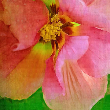 芙蓉花蕊