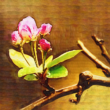 花蕾