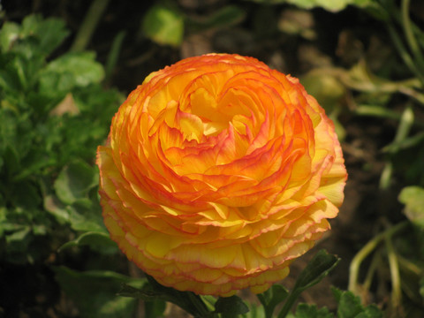 花毛茛