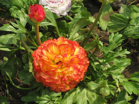 花毛茛