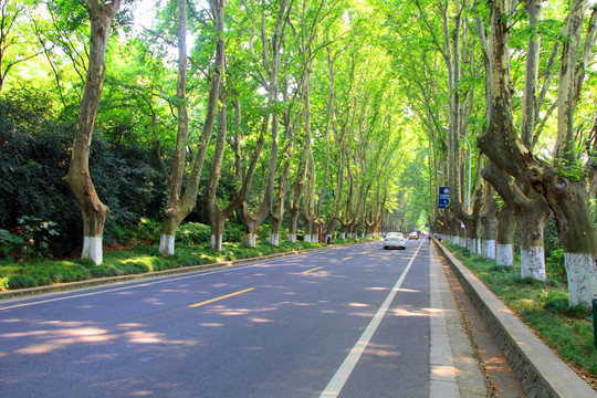 法桐 马路