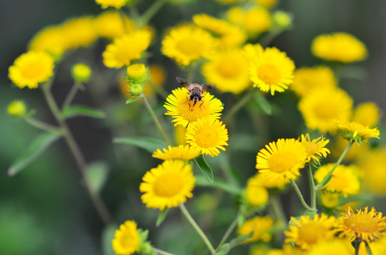 野菊花和蜜蜂