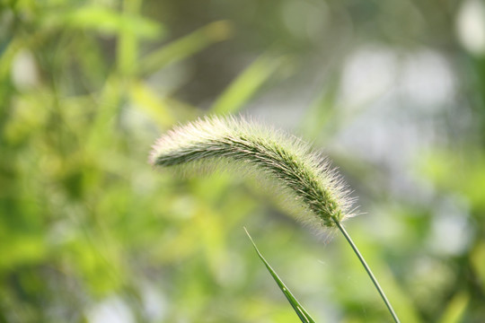 逆光下的狗尾巴草