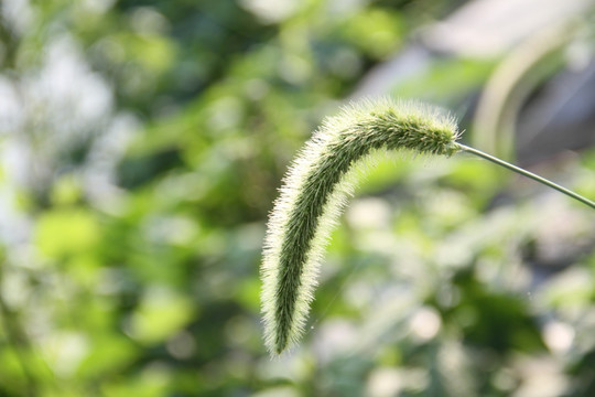 逆光下的狗尾巴草