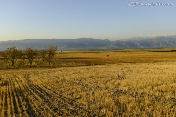 田野