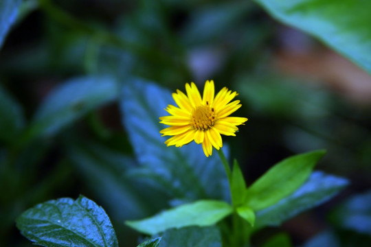 小黄花