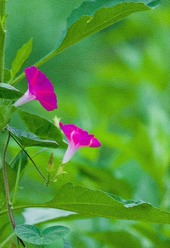 喇叭花（不分层）