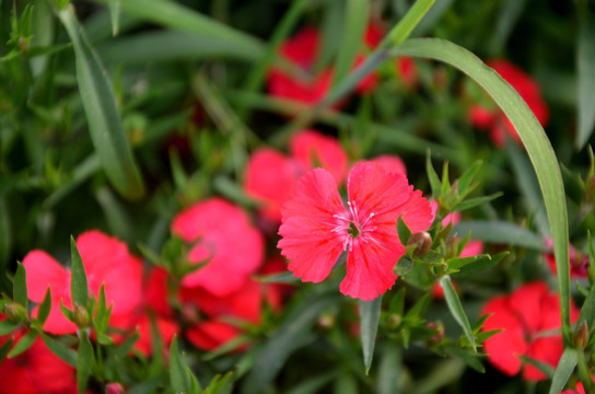 五彩石竹 红色花朵 花朵 花卉