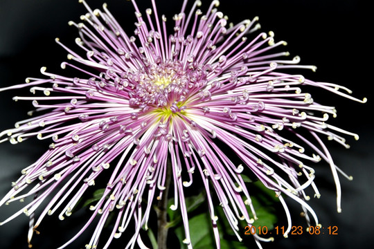 菊花 线菊 粉线菊