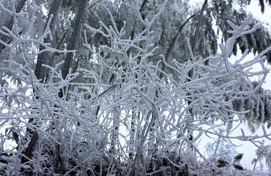 历史名村 翠竹洋雪景