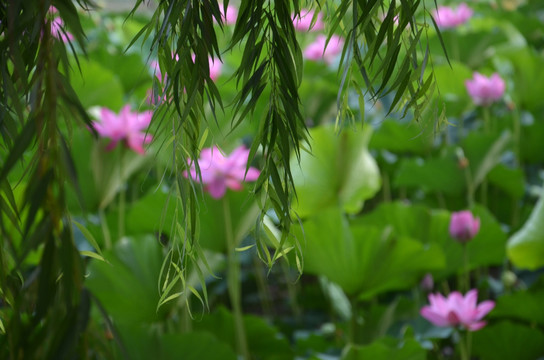 荷花