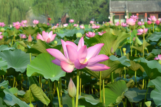 荷花