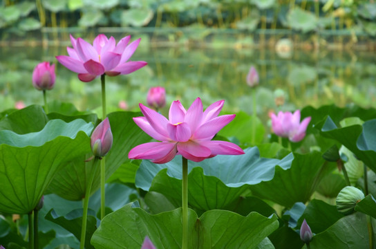 荷花