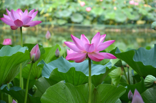 荷花