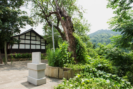 绵阳马鞍寺古树