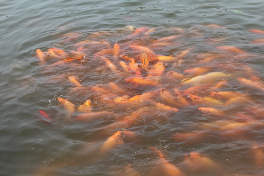 红鲤鱼群