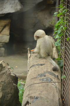 滇金丝猴