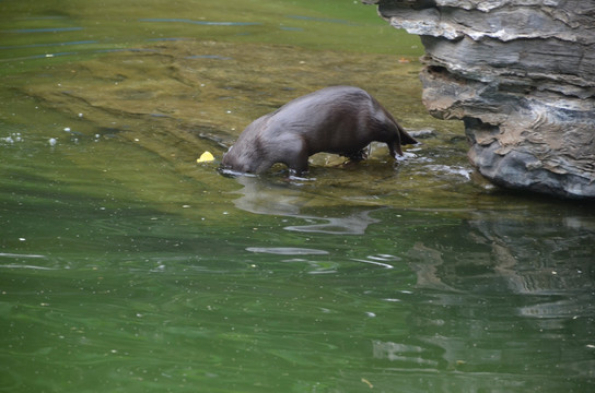 水獭