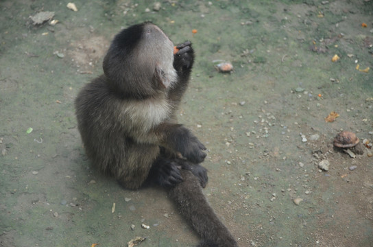 灰斑悬猴