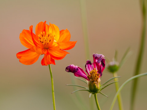 波斯菊