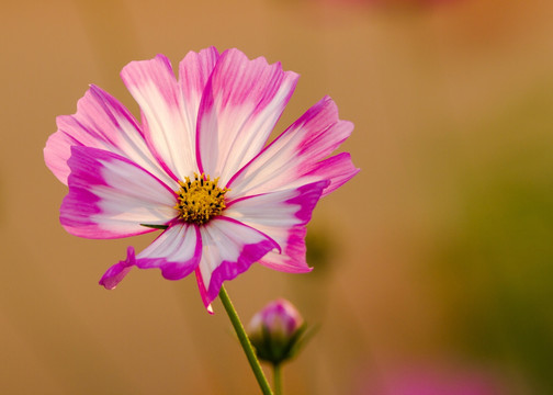 波斯菊