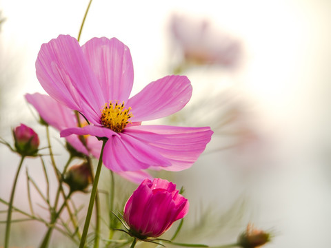 波斯菊