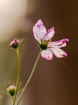 波斯菊