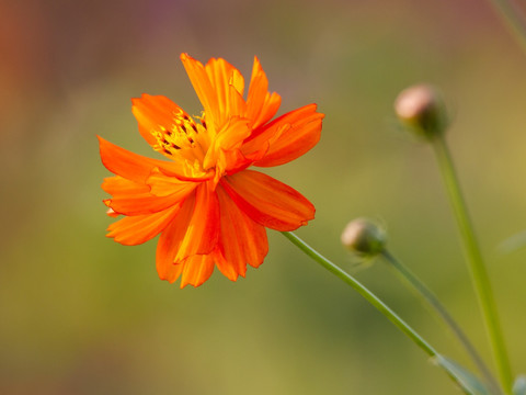 波斯菊