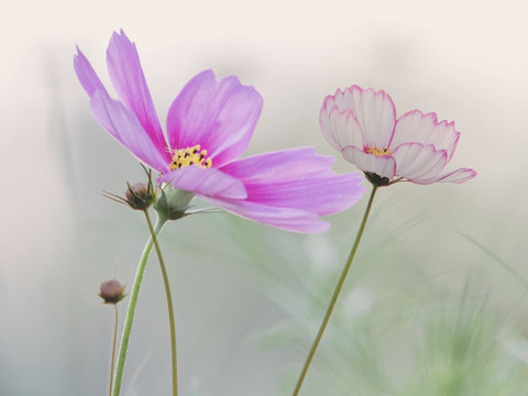 波斯菊