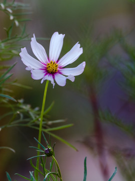 波斯菊