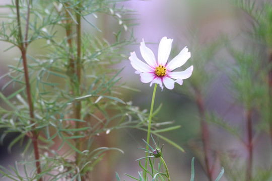 波斯菊