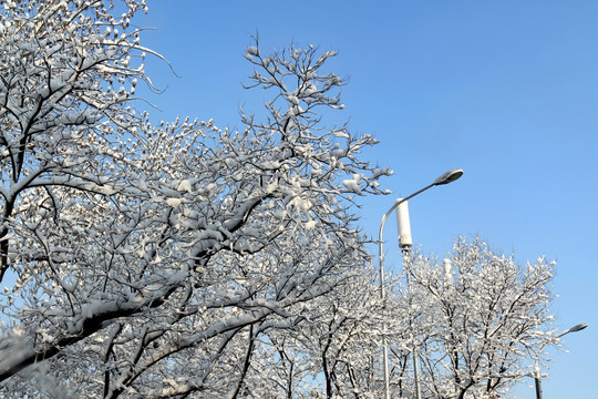 雪景