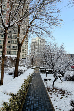 雪后